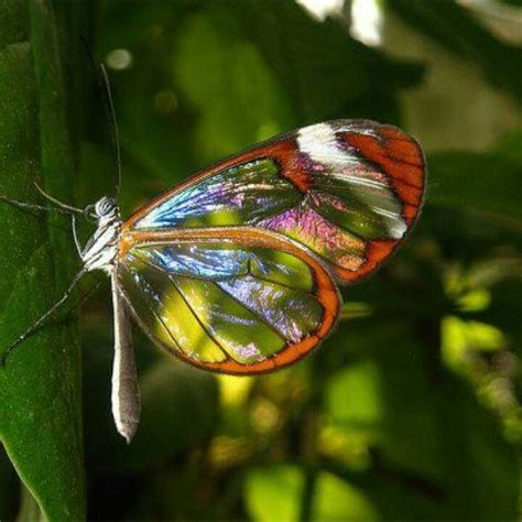 Iridescent Glasswing Butterfly Glasswinged Butterfly Beautiful