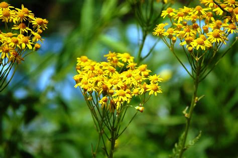 Natural Bouquet Of Yellow Wildflowers Near Black Mountain Kentucky