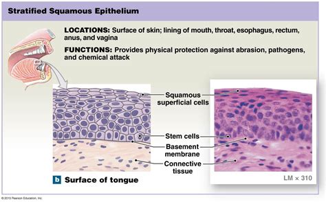 Stratified Squamous Epithelium In 2021 Stratified Squamous Epithelium