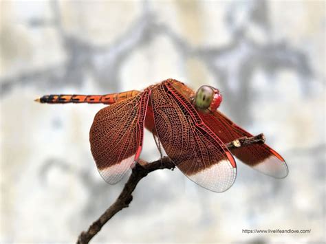 Brilliant Red Dragonfly Pictures Live Life And Love