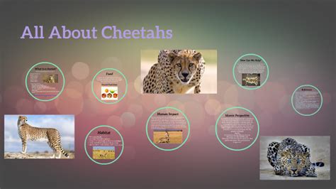 Simple Cheetah Life Cycle Such Major Web Log Photography