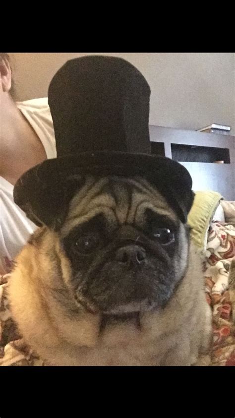 Foamjunkies Makes Fancy Pug Top Hats Too Zoe Looks Soo Fancy Pugs