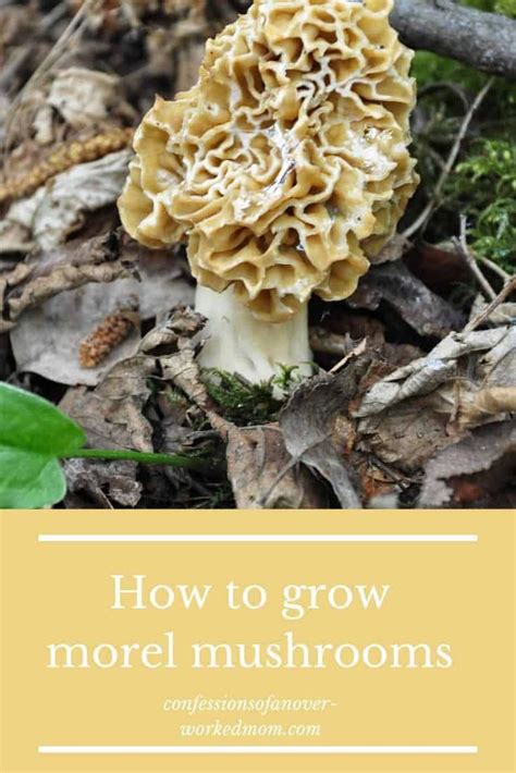 Growing Morel Mushrooms From Spores Or A Morel Kit Growing Morel