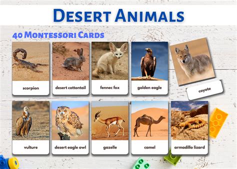 40 Desert Animals Flashcards Real Pictures Editable Etsy