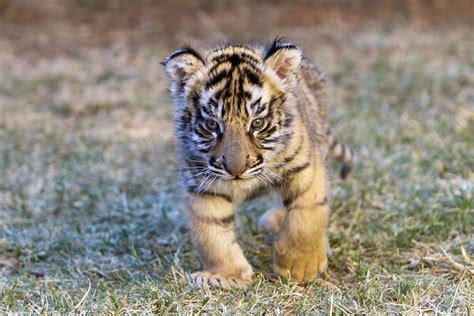 Bengal Tiger Cub Photograph By M Watson Fine Art America