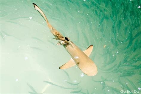 Blacktip Reef Shark Swiming In The Arabian Sea Off Bandos Island In The