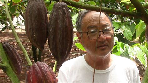 小笠原諸島でカカオ栽培に成功、夢見た「東京産チョコ」 Youtube