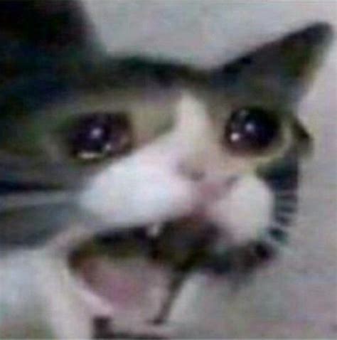 Whyyyyy Screaming Cat Know Your Meme