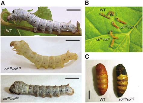 A Lateral View Of The Fifth Instar Larva Of Silkworm B Mori Wild