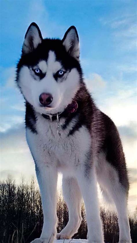 17 Best Images About Snow Dogs Husky And Malamute On