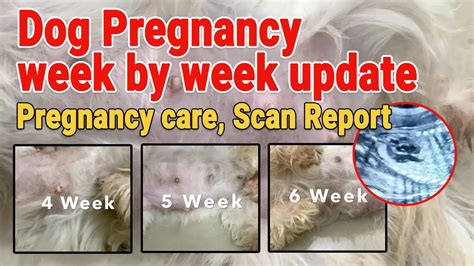 Dog Pregnancy Symptoms Dog Pregnancy Week By Week Update Dog
