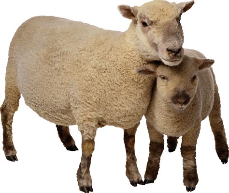Sheep Clip Art Sheep Png Image Png Download 27512313 Free