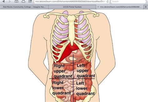 Contains most of small intestine and portions of large intestine; Directional Terms, Planes, Sections, Body Cavities at Red ...