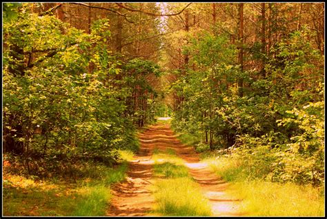 Free Images Tree Nature Grass Trail Meadow Sunlight Leaf