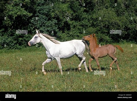 Arabian Horse Mare With Foal Standing In Pasture Stock Photo Alamy