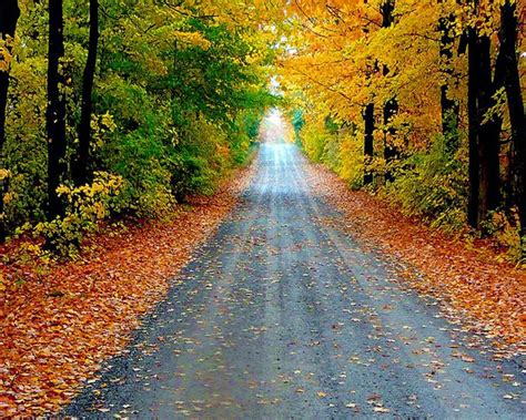 Wonderful Autumn Road Wallpapers