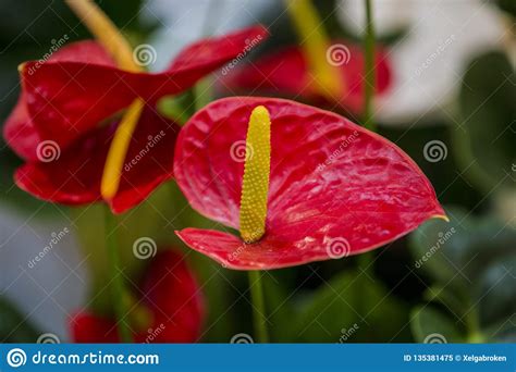 Anthuriums The Red Heart Shaped Flower Of Anthuriums Is Really A