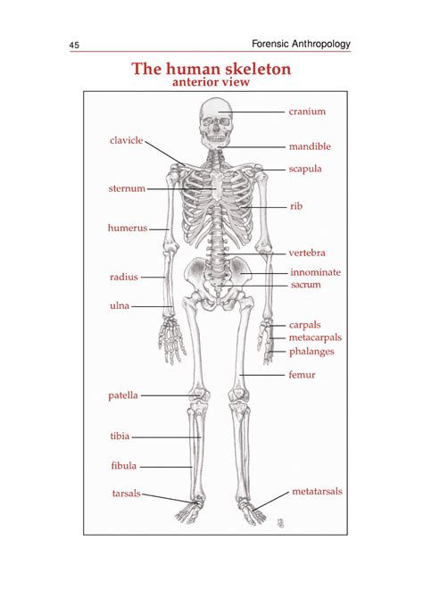 Skeleton Chart Template Anterior And Posterior View Download
