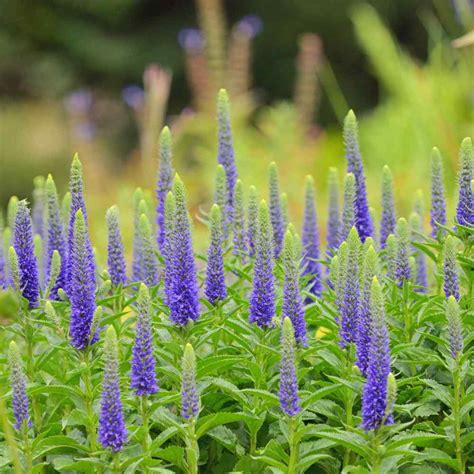 Veronica Seeds Spike Speedwell Flower Seed