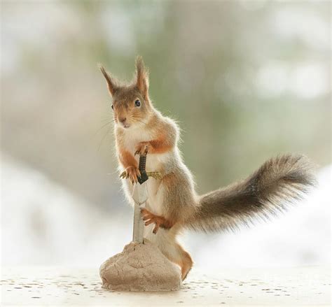 Red Squirrel Standing On A Sword In An Rock Photograph By Geert Weggen Fine Art America