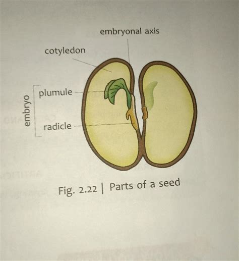 Seed Diagram Labeled