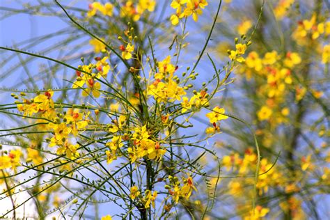 Mesquite Blooms Southwest Desert Mesquite Flower Power Bloom