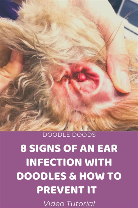 Dog Ear Infection In Doodles Symptoms Treatments And Prevention In