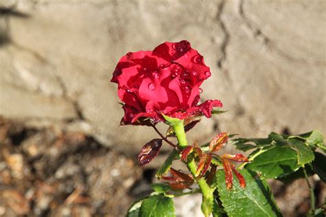 Fotos Gratis Hoja Pétalo Rojo Botánica Flora Rosa Roja Flor Silvestre Arbusto
