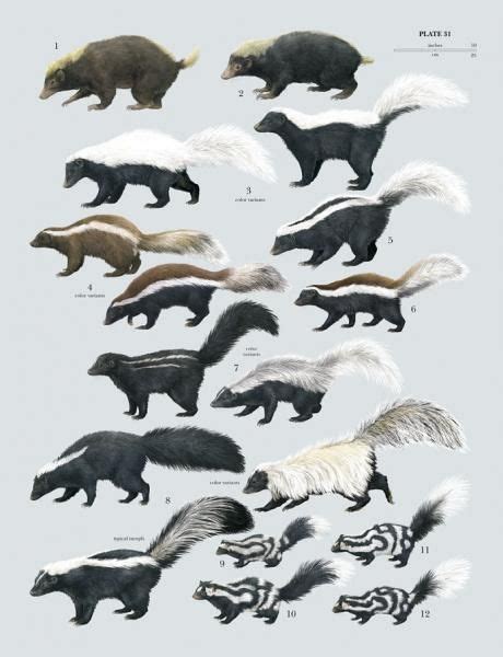 Wolverine Animal Size Chart