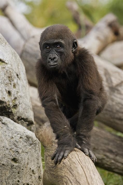 Western Lowland Gorilla Baby Photograph By San Diego Zoo Pixels