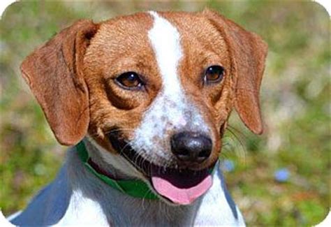 We'll help you connect with local organizations to find your new best friend. Salem, NH - Beagle/Dachshund Mix. Meet PAISLEY a Dog for ...