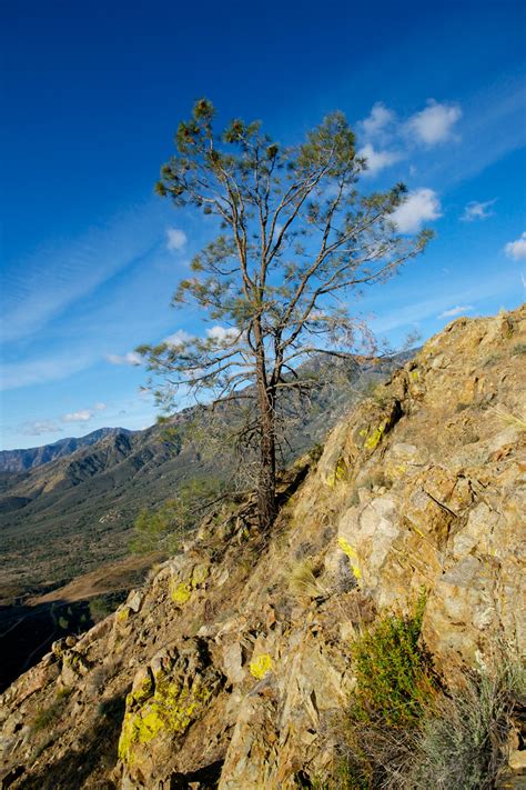 Tree On Mountainside Free Stock Photo Public Domain Pictures