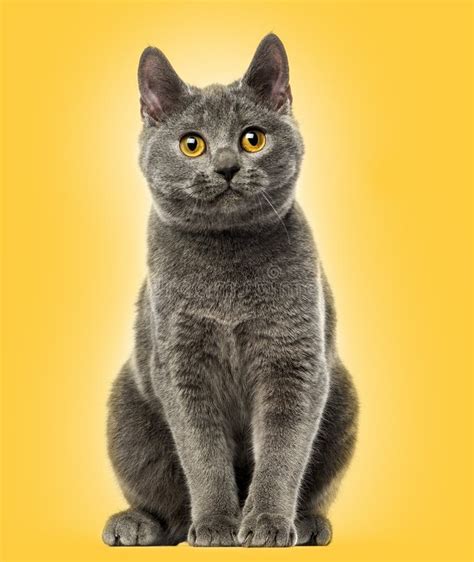 148 Baby Chartreux Stock Photos Free And Royalty Free Stock Photos From