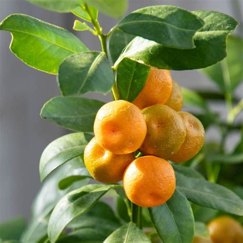 Gurneys Seed And Nursery Fruit Tree Tropical Calamondin Orange In Pot