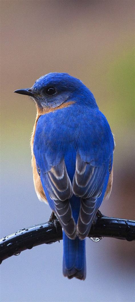 Picture Of A Beautiful Bluebird About Wild Animals