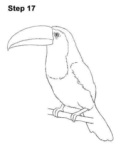 You can download (1169x827) keel billed toucan coloring page. How to Draw a Toucan (Keel-Billed)