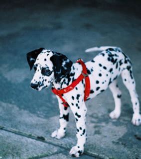 cute dalmatian dog  food image   favimcom