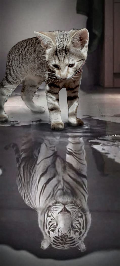 1366x768px 720p Free Download Tiger Reflection Animal Black And