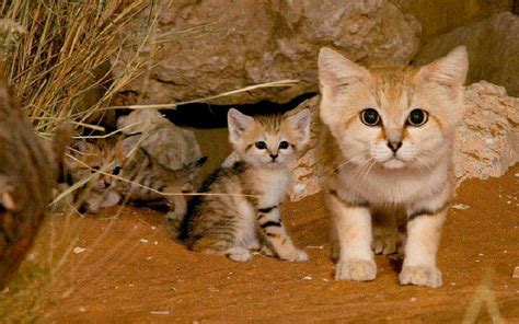 Animal Files Sand Cats The Only Cats That Live In The Desert