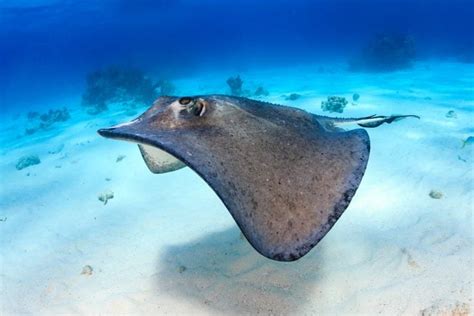 Can You Eat Stingray And How Does It Taste American Oceans