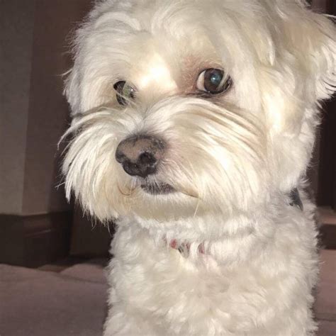 Lost Dog Pure White Maltese Terrier Dog Called Jackson Chelsea Area