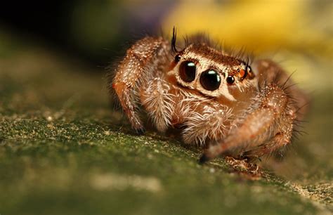 The Worlds Cutest Spiders In 2020 Jumping Spider Spider Cute Animals
