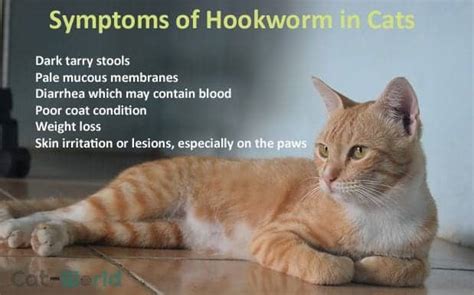 Hookworms In Cats Symptoms Cat Meme Stock Pictures And Photos