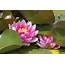Lotus Flowers With Leaves  High Quality Nature Stock Photos Creative