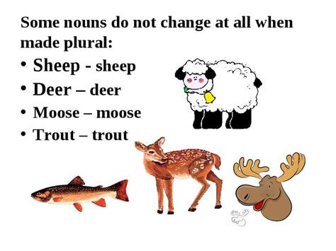 Singular and plural form of sheep. "Nouns in English" - презентація з англійської мови