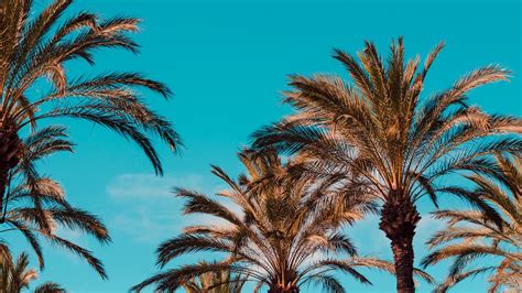 Wallpaper Palm Trees Turquoise Italy Genoa Sky 1920x1080 Beriam