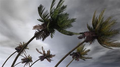 Palms In Hurricane Stock Footage Video 100 Royalty Free 294061