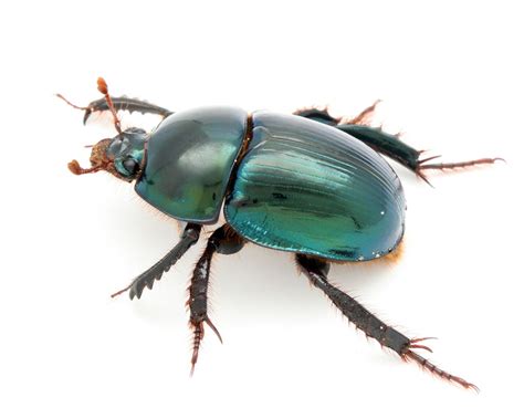 Fnai News And Notes Youngs Deepdigger Scarab Beetle
