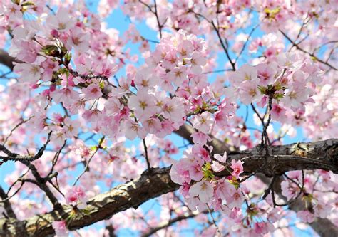 Cherry Blossoms Could Be Seriously Damaged By Upcoming