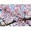 Cherry Blossoms Could Be Seriously Damaged By Upcoming Cold Snap  The